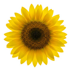 Fototapeta premium Bright yellow sunflower with large seed center.