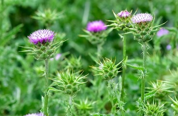 wild plants, wild thorn photos