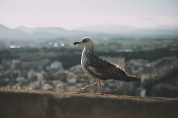 Seagull walking gracefully on urban rooftop overlooking cityscape