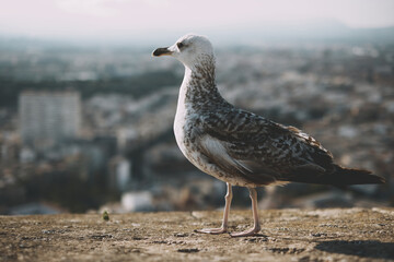 Seagull posing on urban rooftop with cityscape in background at sunset