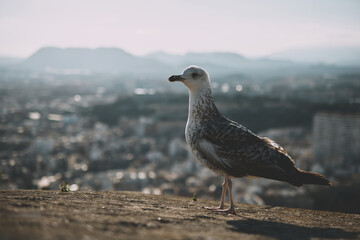 Seagull perched above cityscape with mountains in the background displaying urban wildlife