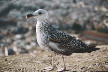 Majestic seagull posing against blurred urban backdrop on a stone surface