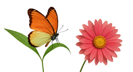 Isolated Butterfly and Flower