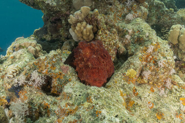 Octopus king of camouflage in the Red Sea, Eilat Israel 
