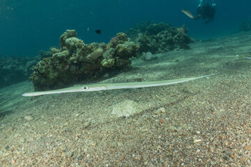 Squid in the Red Sea Colorful and beautiful, Eilat Israel
