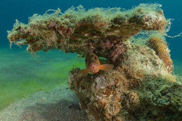 Coral reef and water plants in the Red Sea, Eilat Israel
