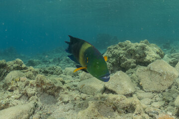 Fototapeta premium Fish swimming in the Red Sea, colorful fish, Eilat Israel 