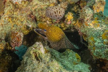 Moray eel Mooray lycodontis undulatus in the Red Sea, Eilat Israel
