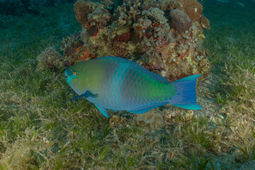 Obraz premium Fish swimming in the Red Sea, colorful fish, Eilat Israel 