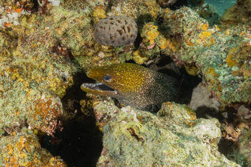 Moray eel Mooray lycodontis undulatus in the Red Sea, Eilat Israel
