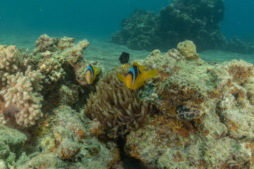 Clown-fish anemonefish in the Red Sea Colorful and beautiful, Eilat Israel

