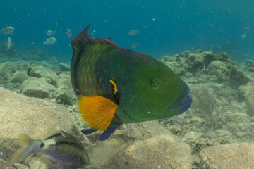 Fish swimming in the Red Sea, colorful fish, Eilat Israel
