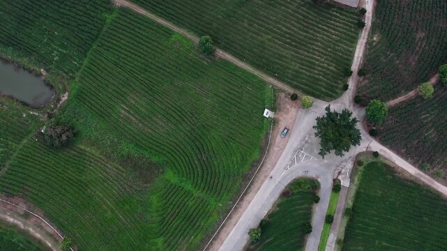 Aerial view of serene farmland with green crop rows, a tranquil pond, forking gravel road, white shed, and parked car nestled among lush trees under clear blue sky