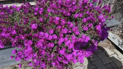 Purple midday flower