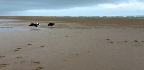 Dogs running and playing on the beach