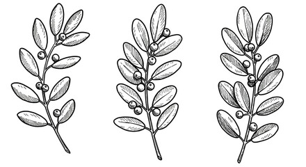 Elegant Botanical Line Art: White Sprigs on Black Background