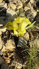 Blooming small iris in the mountains