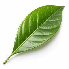 Obraz premium Green leaf with visible veins, isolated on a white background.