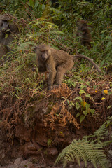 Olive baboons (Papio anubis) observed in the wild savannah landscape of Uganda, showcasing their complex social behavior and adaptive foraging in their natural habitat.