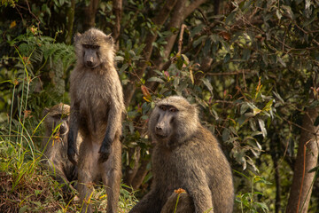 Olive baboons (Papio anubis) observed in the wild savannah landscape of Uganda, showcasing their complex social behavior and adaptive foraging in their natural habitat.