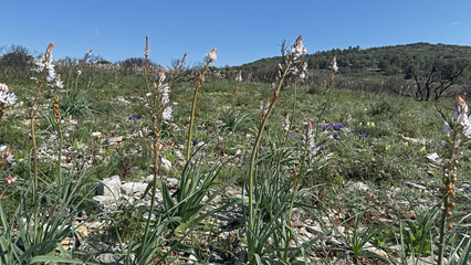 Hiking in the Massif de la Clape in Aude