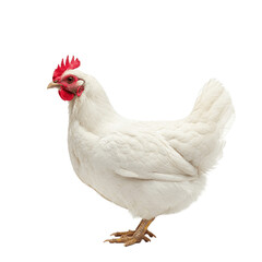 chicken isolated on white, White hen on transparent background. Poultry industry illustration.