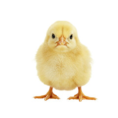 Fototapeta premium baby chicken isolated on white, Chicks on transparent background.