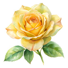 hand painted watercolor yellow rose with delicate texture