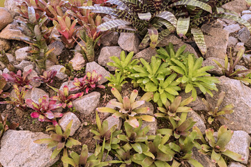 Garden cultivated with various species of bromeliads. Rio de Janeiro, Brazil, 2021