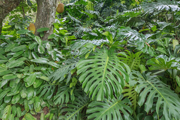 Monstera deliciosa, the Swiss cheese plant or split-leaf philodendron is a species of flowering plant native to tropical forests. Atlantic Forest, Rio de Janeiro, Brazil, 2021 © Wagner