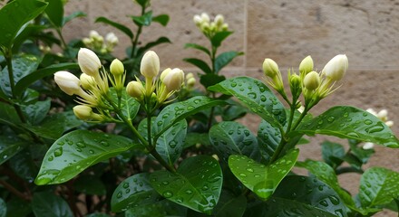 Obraz premium Waiting to Unfold: Delicate Jasmine Flowers Before Opening 