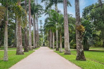 Fototapeta premium The Rio de Janeiro Botanical Garden, with diversity of Brazilian flora of 6500 species distributed throughout an area of 54 hectares. The park was designated as a biosphere reserve by UNESCO. 2017