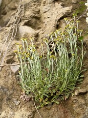 A close-up of a plant with many thin stems and small yellow buds growing on a rocky surface. The...