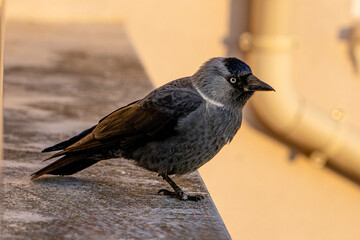 Western Jackdaw standing on a ledge in warm sunset light 