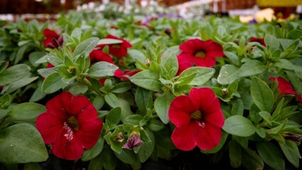 Close-up of vibrant red calibrachoa flowers, showcasing their delicate beauty and lush green foliage in a garden center setting