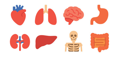 Flat vector icons of body anatomy: heart, lungs, brain, stomach, kidney, liver, skeleton, intestine.