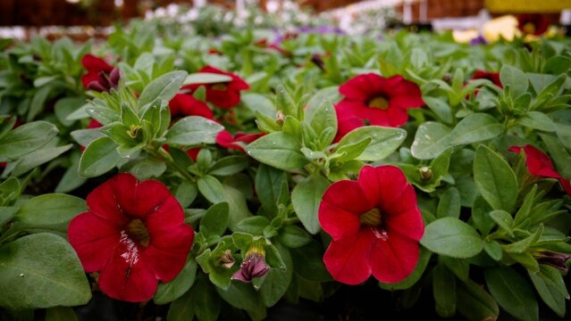 Close-up of vibrant red calibrachoa flowers, showcasing their delicate beauty and lush green foliage in a garden center setting