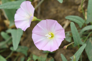 Field bindweed or Convolvulus arvensis or European bindweed or Creeping Jenny with open flowers...