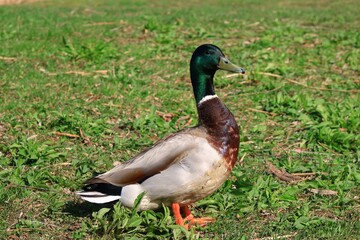 公園にいる鴨　カナダ モントリオール