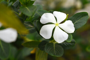 Close-up view of White madagascar periwinkle, The scientific name is Catharanthus roseus, White...