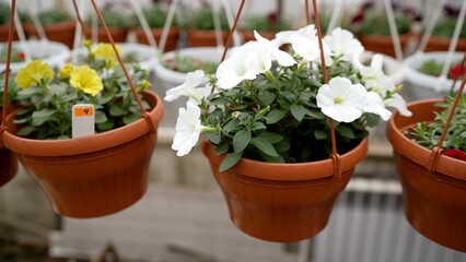 White and yellow petunia flowers thriving in hanging pots within a greenhouse, showcasing vibrant blooms and ready for retail