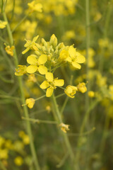 Obraz premium Mustard flower field is full blooming, yellow mustard field landscape industry of agriculture, mustard flowers closeup photo, Oil seed crop cultivation in Pakistan, Full Blooming Yellow Mustard Flo Dw