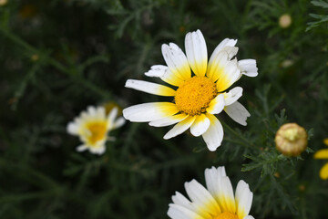 White Yellow Crown Daisy, Close-up of a white and yellow crown daisy flower, blooming in nature,...