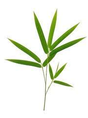 Fototapeta premium A thin bamboo leaf with pointed ends and smooth edges, arranged in pairs along a slender green twig, minimalistic and realistic, isolated on a transparent background.