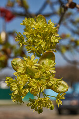 The flower buds of the holly maple are blooming (lat. Acer platanoides). Holly maple is a woody...