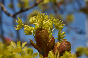 The flower buds of the holly maple are blooming (lat. Acer platanoides). Holly maple is a woody...
