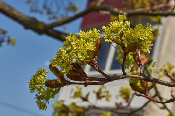 The flower buds of the holly maple are blooming (lat. Acer platanoides). Holly maple is a woody...