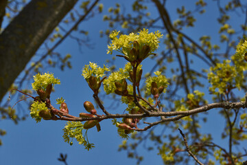 The flower buds of the holly maple are blooming (lat. Acer platanoides). Holly maple is a woody...