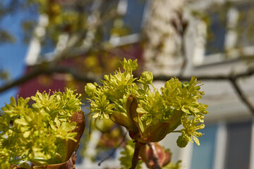 The flower buds of the holly maple are blooming (lat. Acer platanoides). Holly maple is a woody...