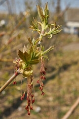 The ash-leaved maple blooms, or American maple (lat. Acer negundo), inflorescences dissolve. Spring.